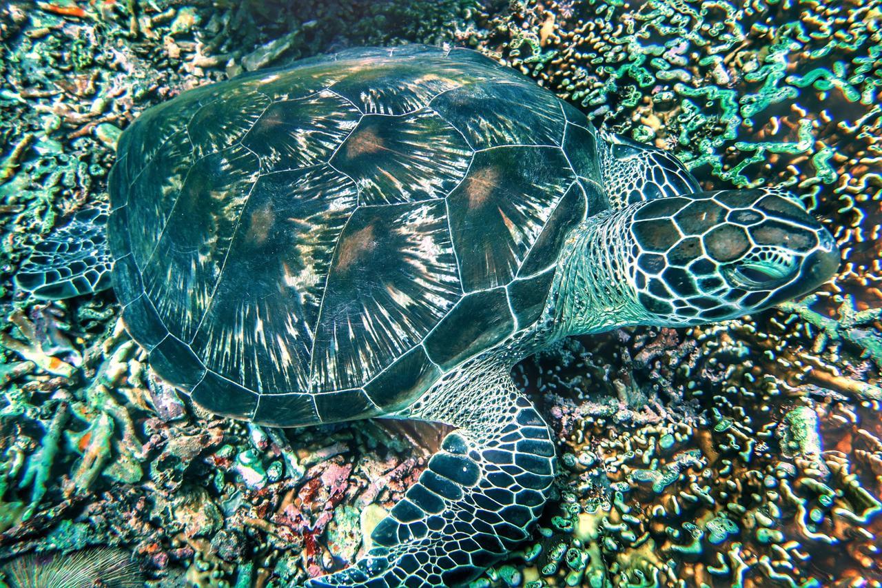 Purple Beach - Maithelia - Gili Air Eksteriør billede
