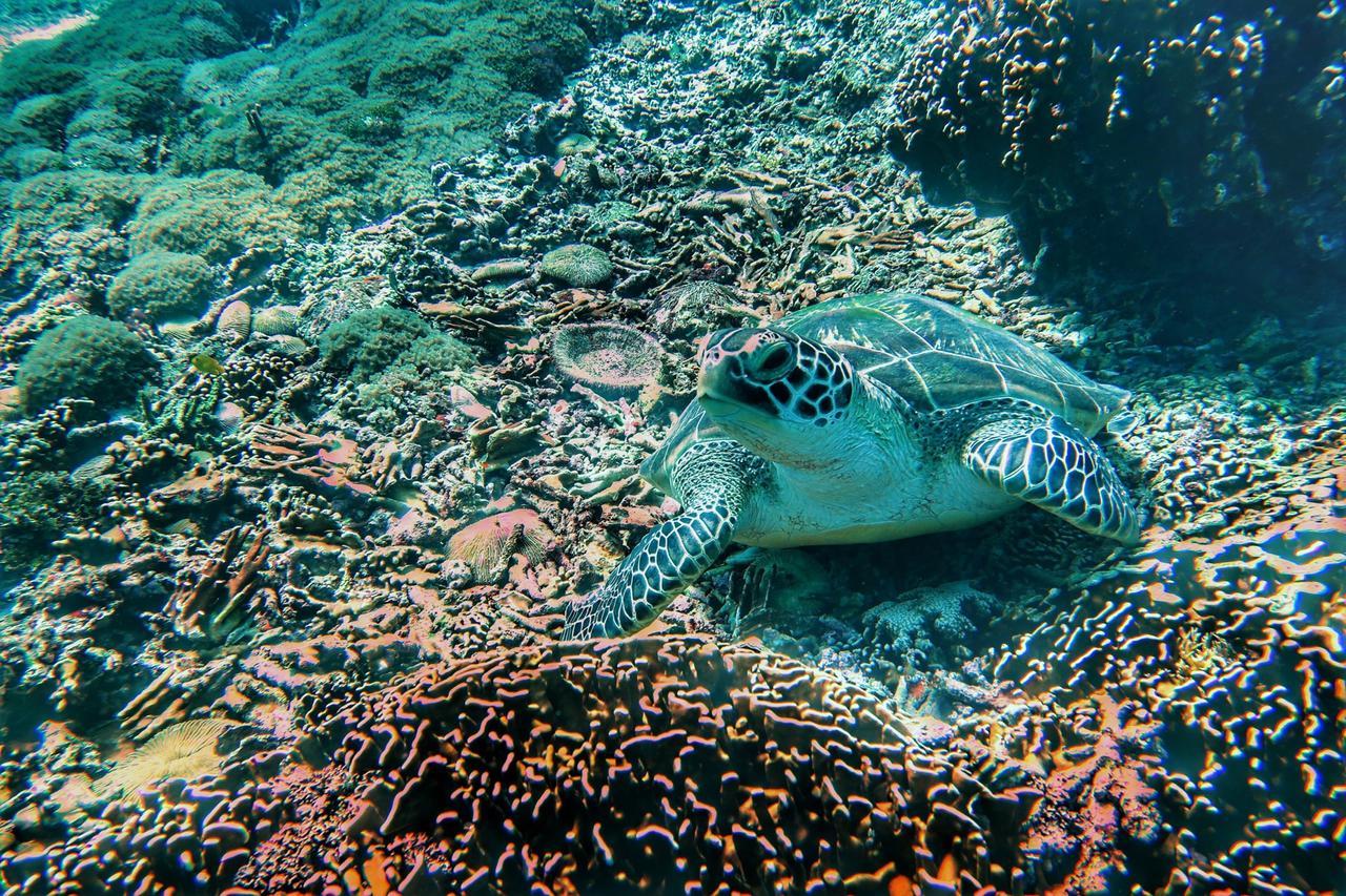 Purple Beach - Maithelia - Gili Air Eksteriør billede